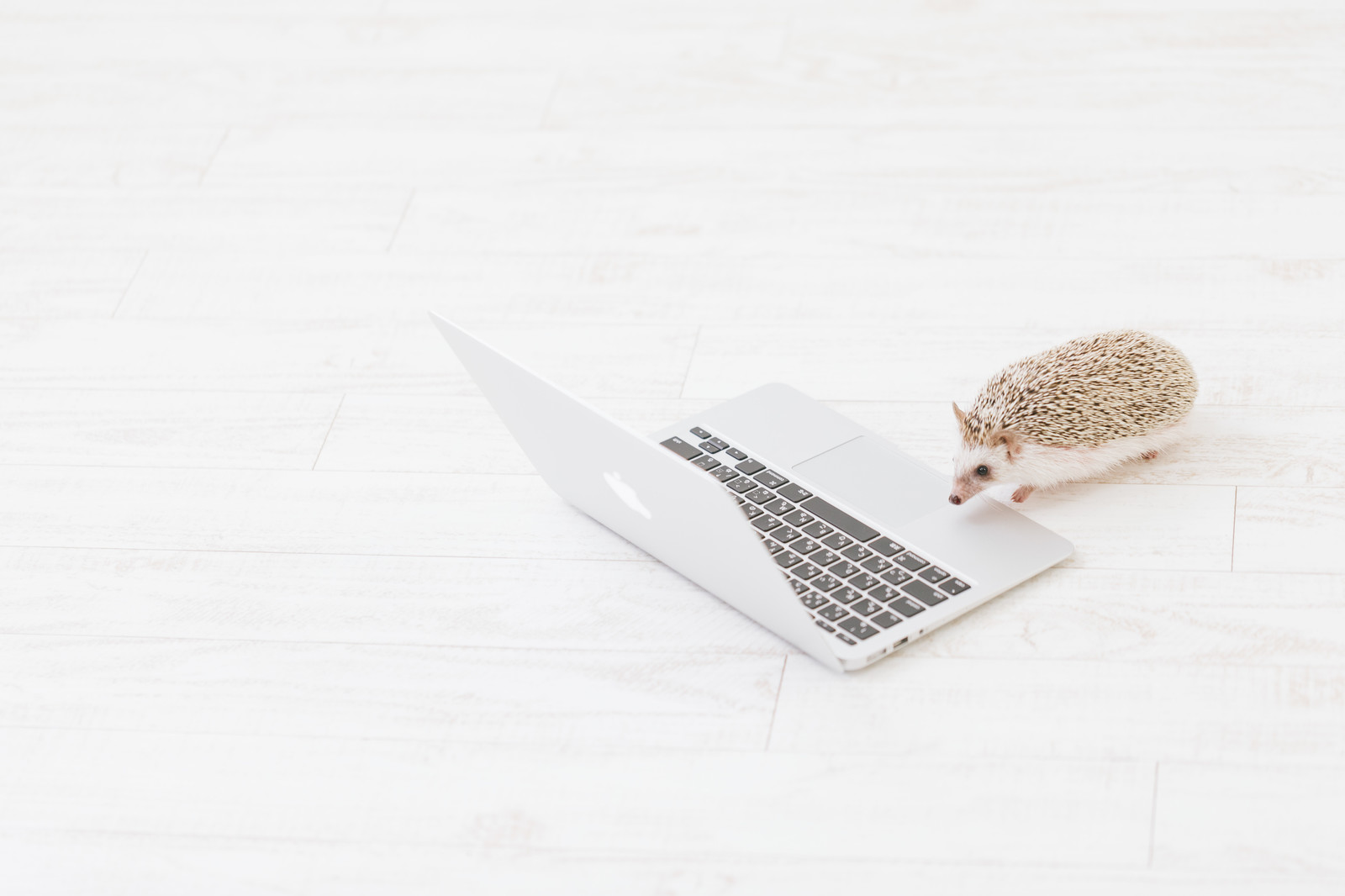 プログラミングをするハリネズミ